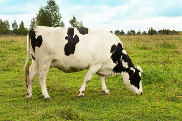 Cow grazes in a green meadow.