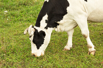 A cow grazes in a green meadow.