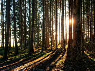 Fototapeta premium Fichtenwald im Winter, im Gegenlicht der tief stehenden Abendsonne. 