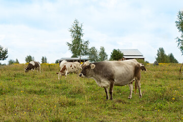 Cows graze in a green meadow.