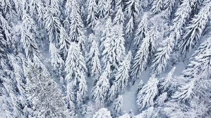 Schwarzwald Schauinsland Tannen mit Schnee Vogelperspektive