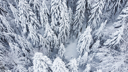 Schwarzwald Waldstück mit Schnee Vogelperspektive
