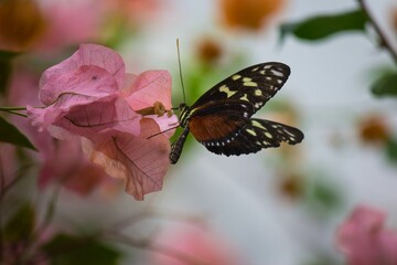 Tropical Butterfly on a plant close-up