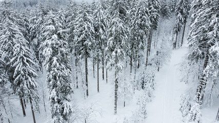 Schwarzwald Tannen mit Schnee von oben