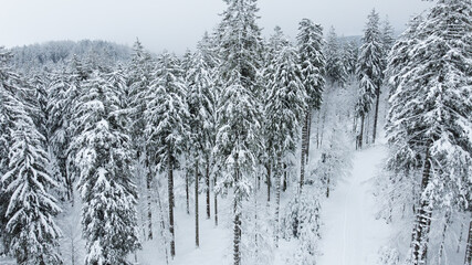 Schwarzwald Tannen mit Schnee