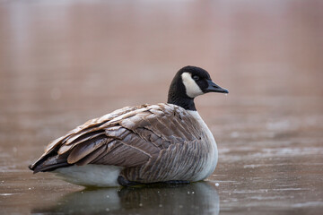 Canada goose resting on ice