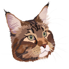 Maine coon cat head vector illustration, Maine Coon vector illustration, portrait. Brown color, head..zip, Brown cat Maine Coon vector illustration. Portrait.