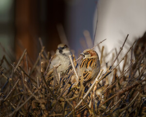 Sparrow on the hedge