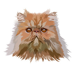 Portrait Persian cat , vector illustration
