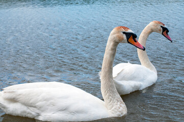white swans group on the lake swim well under the bright sun