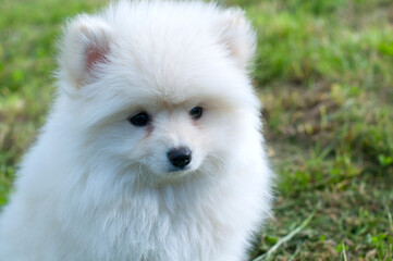 Obraz premium Young Pomski Dog Breed Groomed and Healthy Pomski, an exquisite puppy with a good temperament outdoors on a sunny day