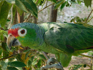 Obraz premium Curious green parrot on a branch.