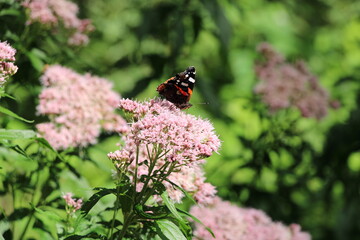 Norddeutschland, Wanderung auf einem Nordpfad (Hinzel); Hiking in Northern Germany; red admiral (anessa atalanta), Admiralfalter