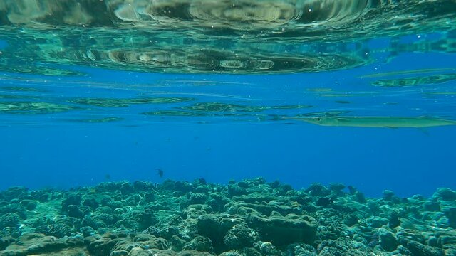 Needlefish slowly swims under surface of the blue water reflecting from the water surface. Slow motion