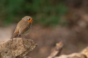 petirrojo europeo posado en el suelo del parque  (Erithacus rubecula)