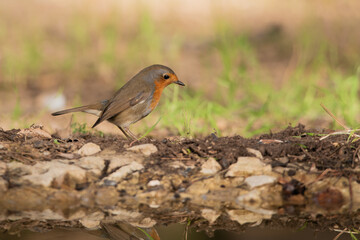 petirrojo europeo posado en el suelo del parque  (Erithacus rubecula)