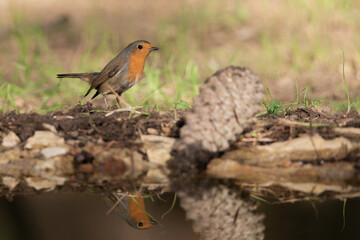 petirrojo europeo en el estanque junto a una piña  (Erithacus rubecula)