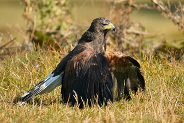 Wüstenbussard, auch harris hawk sitzt auf dem Boden in der Steppe mit ausgebreiteten Flügeln,...