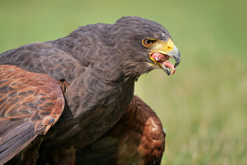 ein bussard verschlingt einen jungvogel, Wüstenbussard, harris hawk, Parabuteo unicinctus