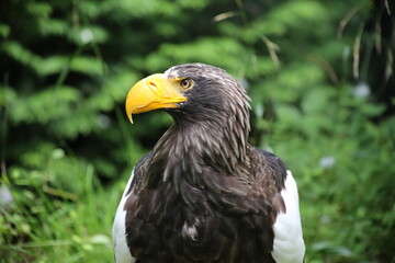 Riesenseeadler aus Russland vor grünem Hintergrund, Haliaeetus pelagicus