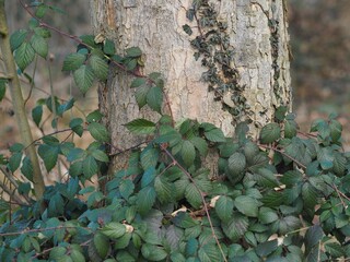 Aufwärts - Brombeeren und Efeu klettern einen Baum hoch