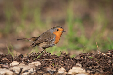 petirrojo europeo posado en el suelo del parque  (Erithacus rubecula)