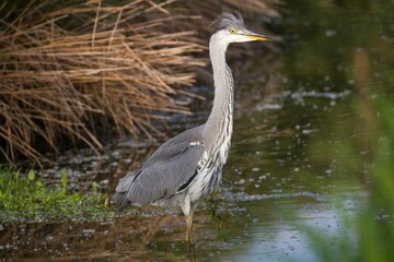 Graureiher im Wasser 34
