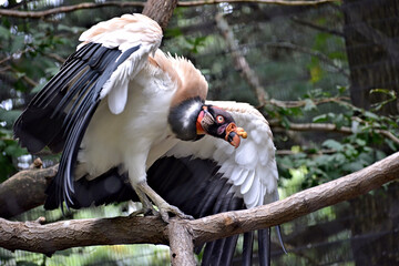 Nasty Vulture spreading  his wings