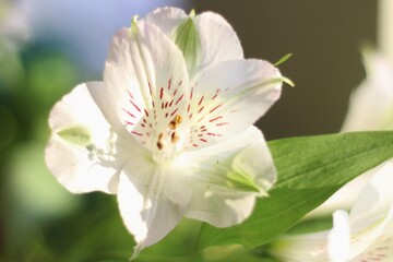 Fototapeta na wymiar White Alstroemeria Lily of the Incas Plant Against Green Leaves Maco