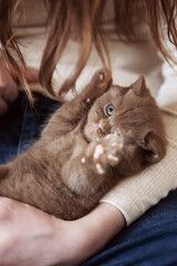 Süßes BKH Kitten in cinnamon am kuscheln und spielen auf dem Arm 
