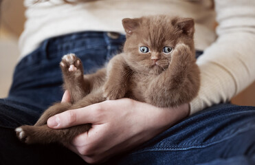 Süßes BKH Kitten in cinnamon am kuscheln und spielen auf dem Arm 