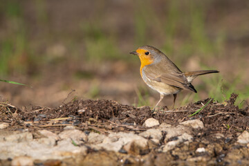 petirrojo europeo posado en el suelo del parque  (Erithacus rubecula)