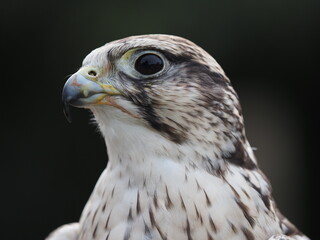sakerfalke im portrait vor schwarzem hintergrund, falco cherrug