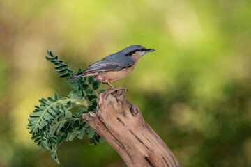trepador azul posado en una rama de un &aacute;rbol  (Sitta europaea)​