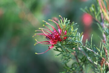 Pink and Green Spider Net Grevillea Shrub Plant Macro Cool Toned