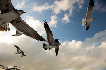 Grupo de gaviotas volando por el cielo con alas expandidas