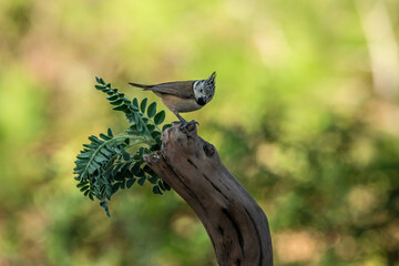 herrerillo capuchino posado en el tronco de un árbol (Lophophanes cristatus) 