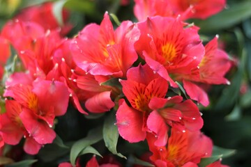 Pink and Orange Lily of the Incas Blooming in Warm Toned Garden