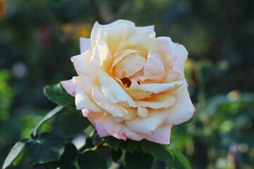 Blush Blooming Rose Macro In Green Cool Toned Garden