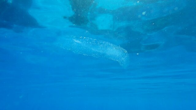 Colonial Pyrosoma Tunicates free-floating of the blue water in sunrays. Pyrosomes, colony hundreds to thousands individuals called zooids, cloned from one egg and bound together. 
 