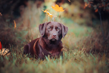 Labrador Herbst Hund Jagdhund Portrait