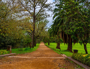 Camino en medio del bosque