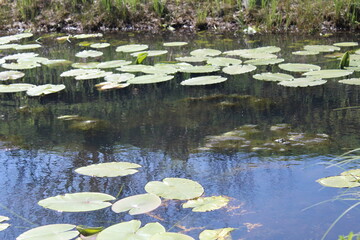 Obraz na płótnie Canvas Cassan toy marsh plants water summer pond