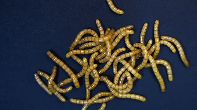 Detail of worms moving on black background, Tenebrio molitor type