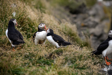 Fototapeta na wymiar The Atlantic puffin, also known as the common puffin