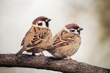 Two sparrows sitting on tree branch