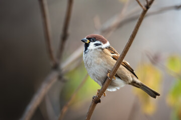 Brown sparrow sitting on tree branch