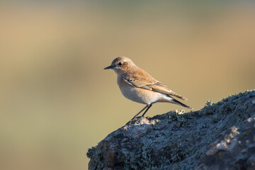 The northern wheatear, wild bird sits on a stone