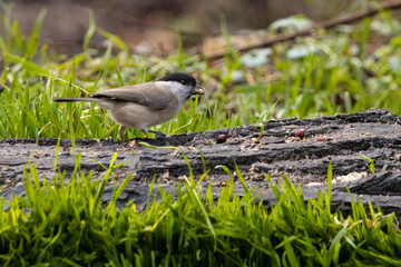 A chaffinch at a feeding place at the Mönchbruch pond in a natural reserve in Hesse Germany. Looking for food in winter time.