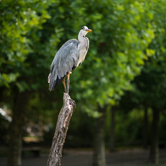 Heron on a viewing point